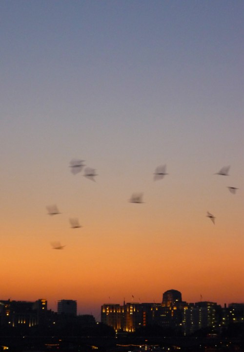 dusk birds from Blackfriars Bridge